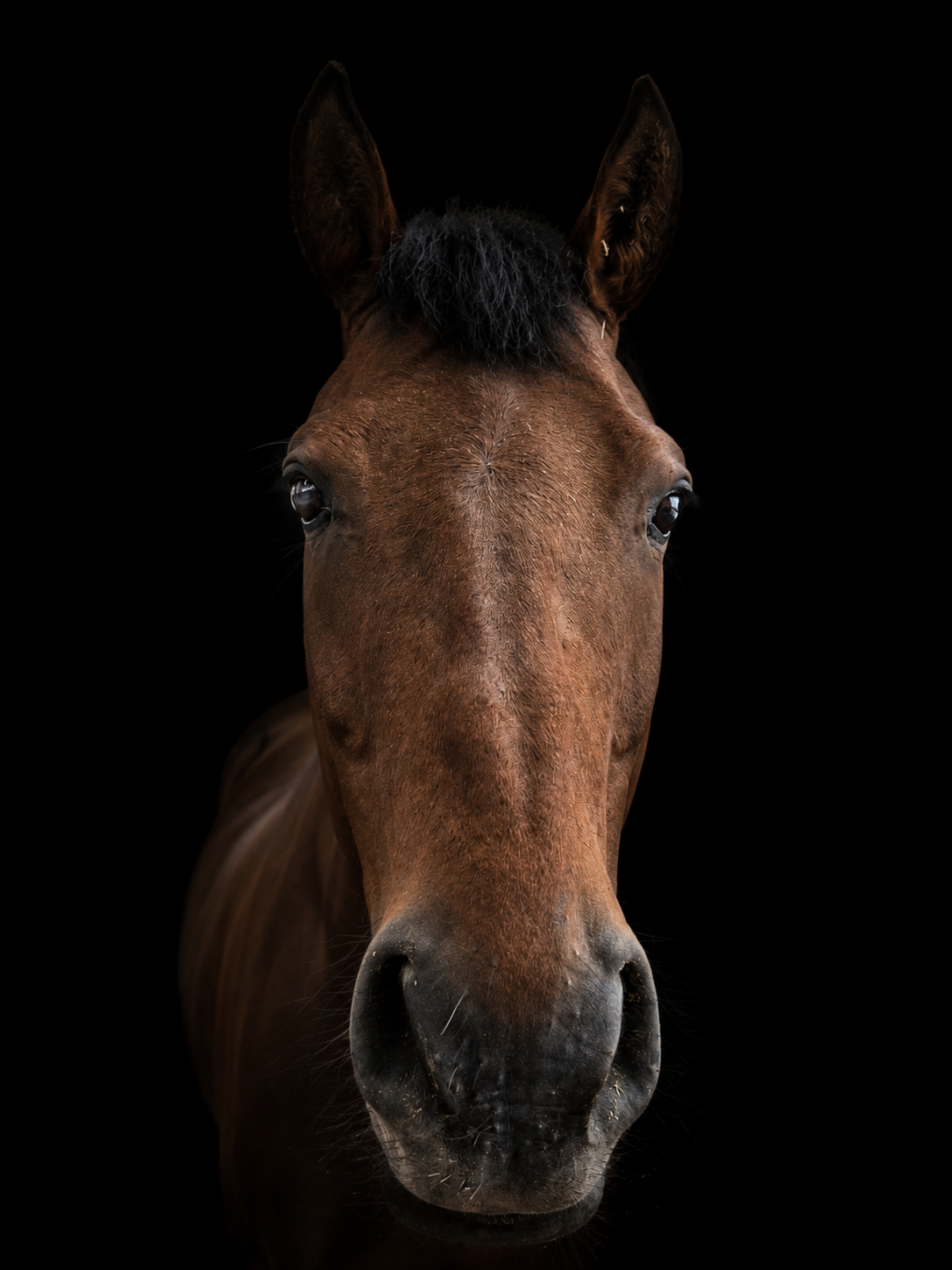 Danbi, a bay mare, looking toward the camera in warm sunlight