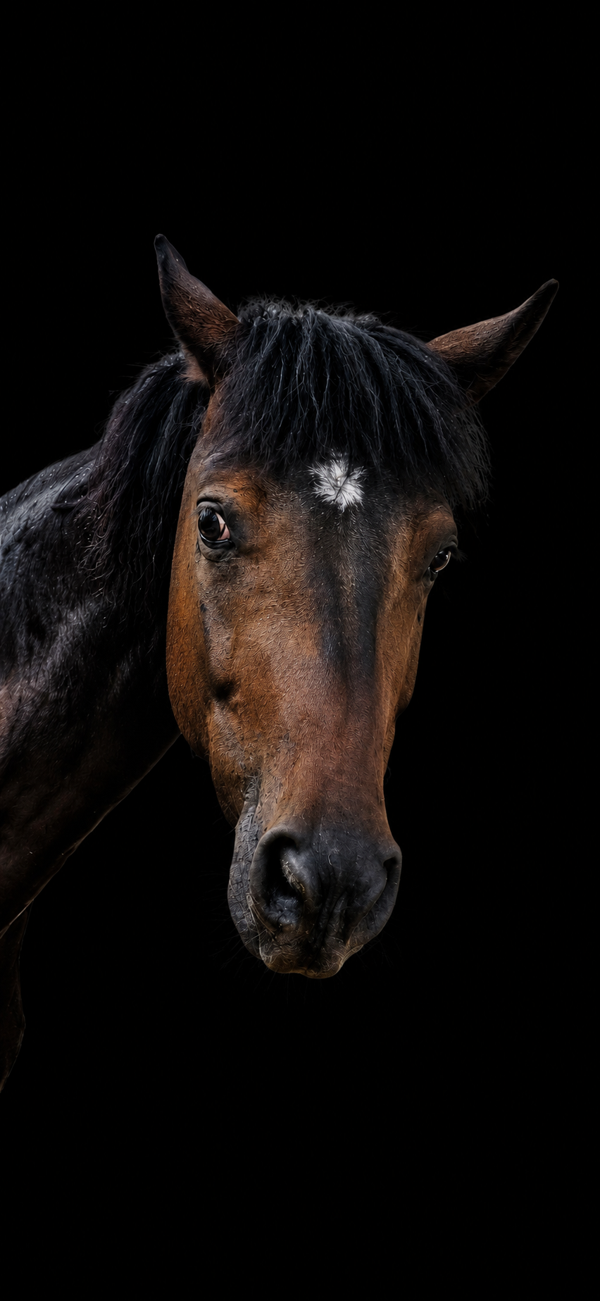 Byeol, a dark bay gelding, calmly looking at the camera in a pasture