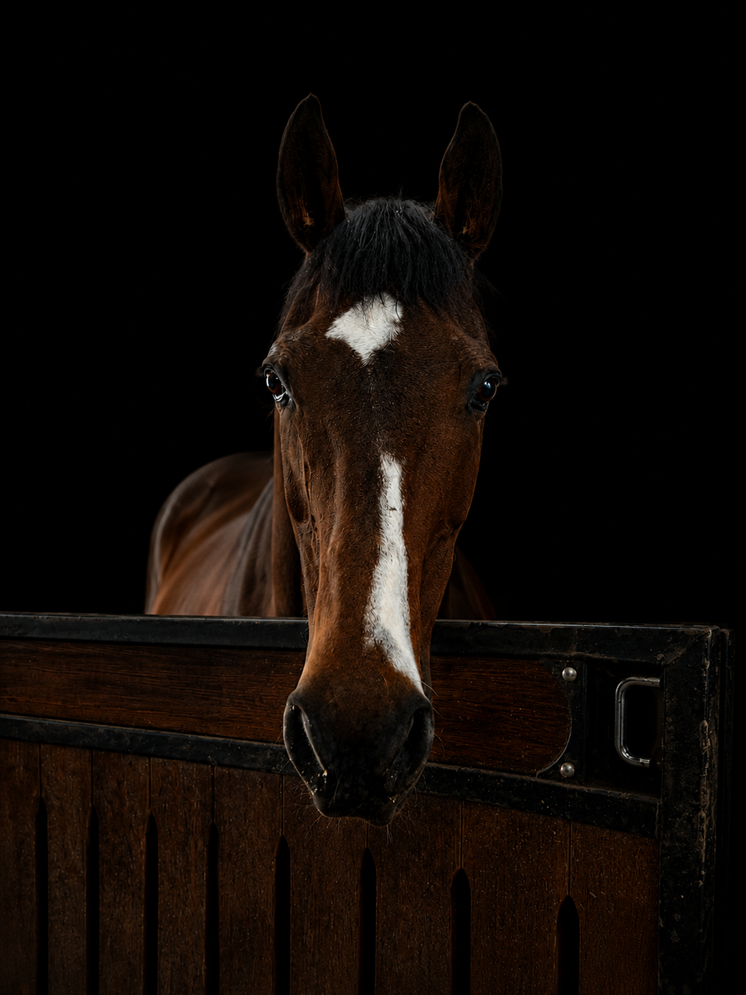 Baram, a gray mare, standing peacefully in a tree-lined pasture